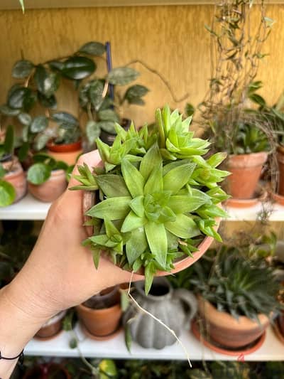 Haworthia Succulent in terracotta pot