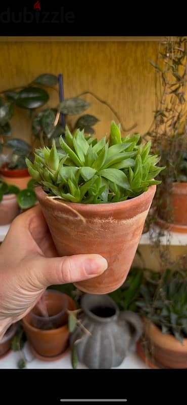 Haworthia Succulent in terracotta pot 1