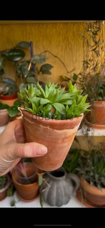 Haworthia Succulent in terracotta pot 2