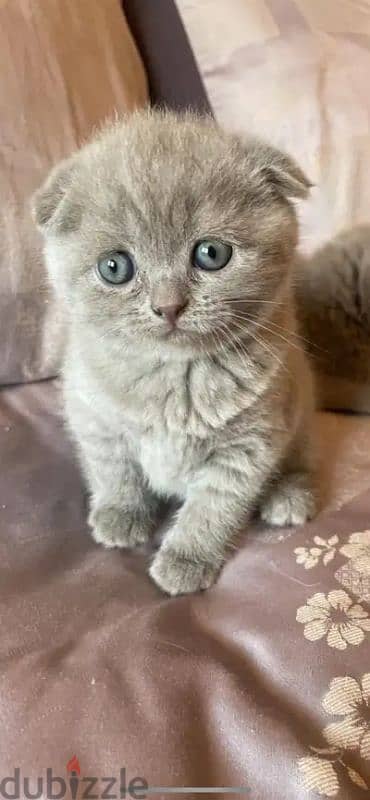 cutest Scottish fold and British kittens for sale