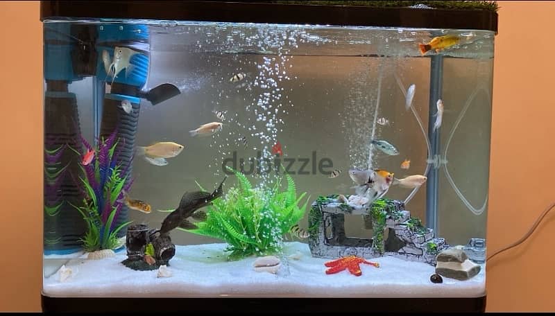 Aquarium For Sale 1