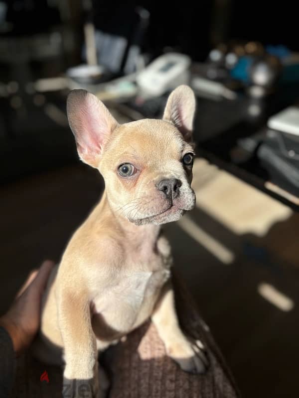 Unique 3 mos old Mini French Bulldog - Lilac Fawn 7