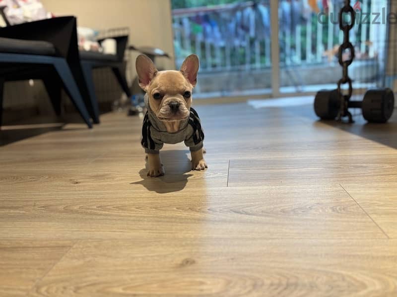 Unique 3 mos old Mini French Bulldog - Lilac Fawn 2