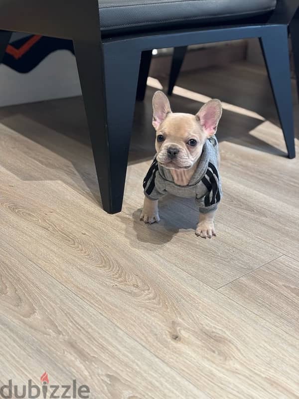 Unique 3 mos old Mini French Bulldog - Lilac Fawn 3