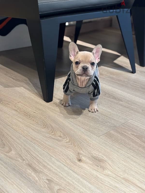 Unique 3 mos old Mini French Bulldog - Lilac Fawn 0