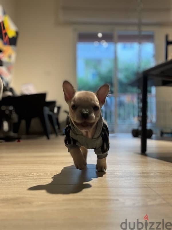 Unique 3 mos old Mini French Bulldog - Lilac Fawn 5