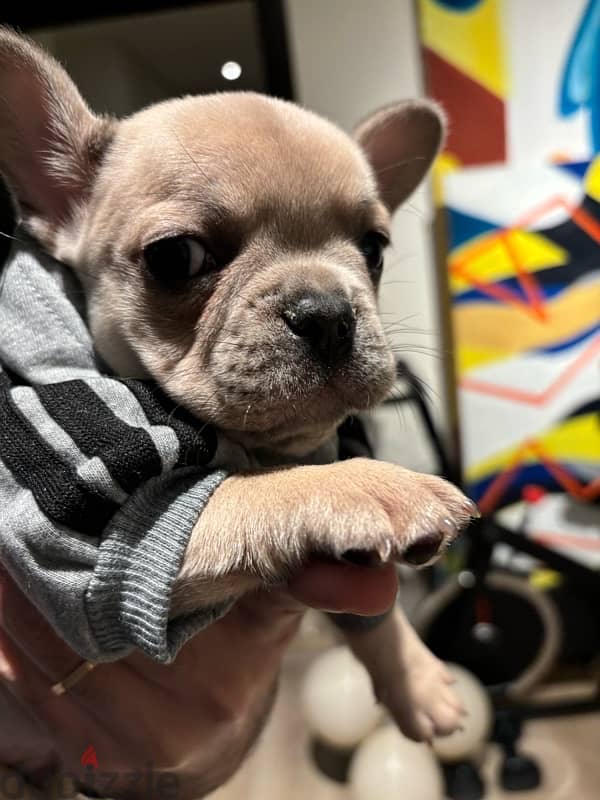 Unique 3 mos old Mini French Bulldog - Lilac Fawn 1