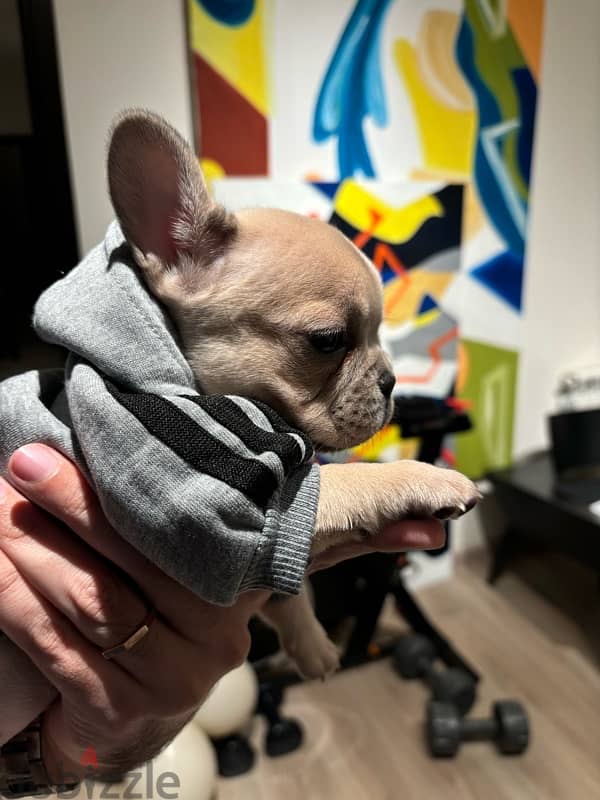 Unique 3 mos old Mini French Bulldog - Lilac Fawn 6