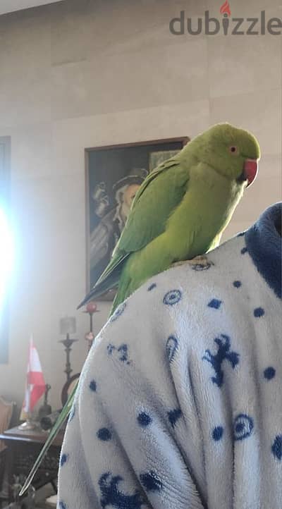 Super Friendly Tamed Indian Ringneck Parrot ببغاء دره هندي اليف جدًا