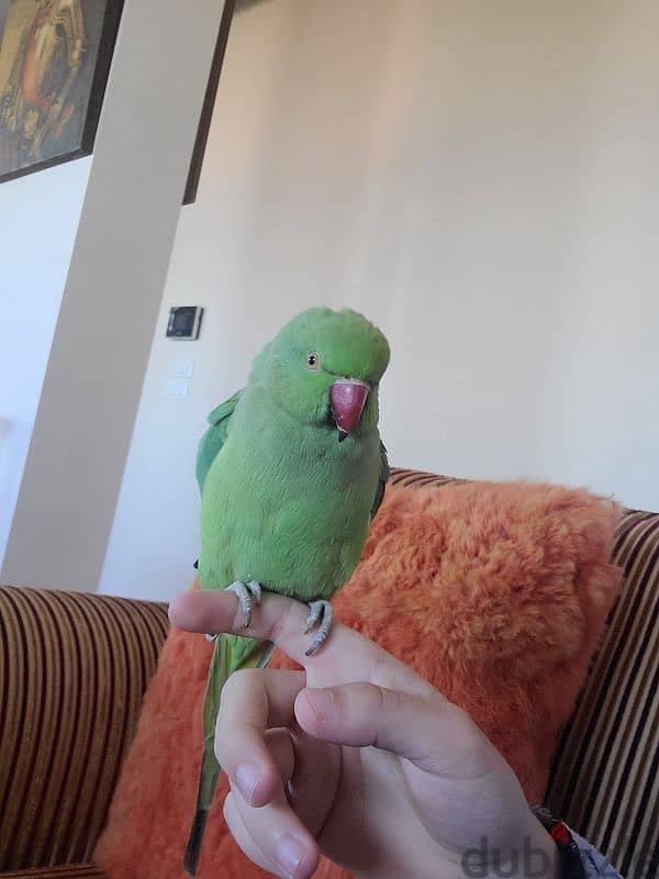 Super Friendly Tamed Indian Ringneck Parrot ببغاء دره هندي اليف جدًا 1