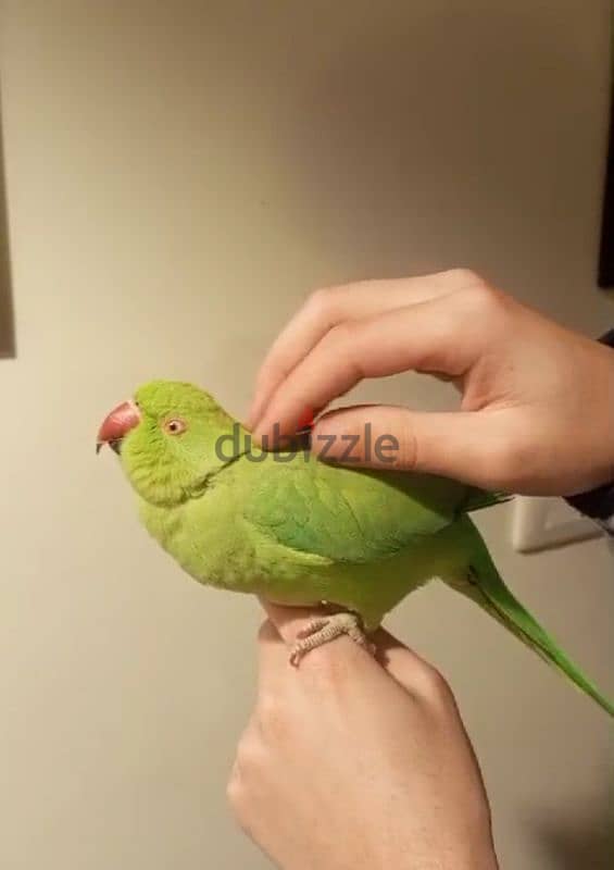 Super Friendly Tamed Indian Ringneck Parrot ببغاء دره هندي اليف جدًا 2