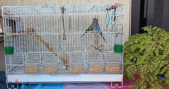 2 Budgies / زوج بادجي