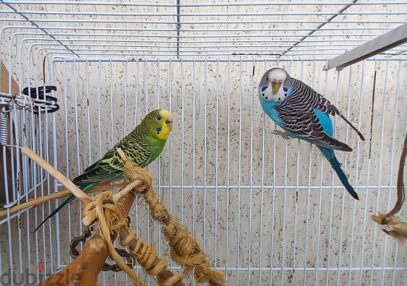 2 Budgies / زوج بادجي 1