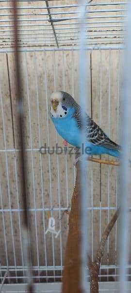 2 Budgies / زوج بادجي 2