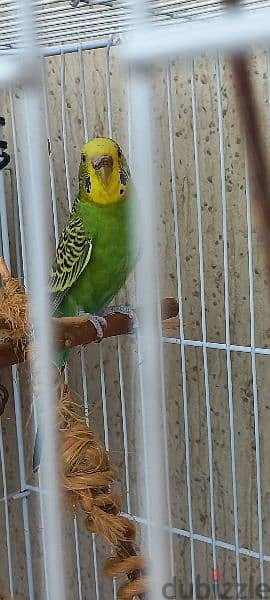 2 Budgies / زوج بادجي 3