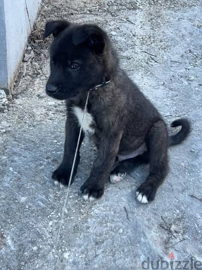 American akita