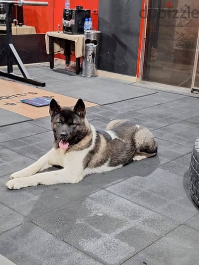 American Akita Male