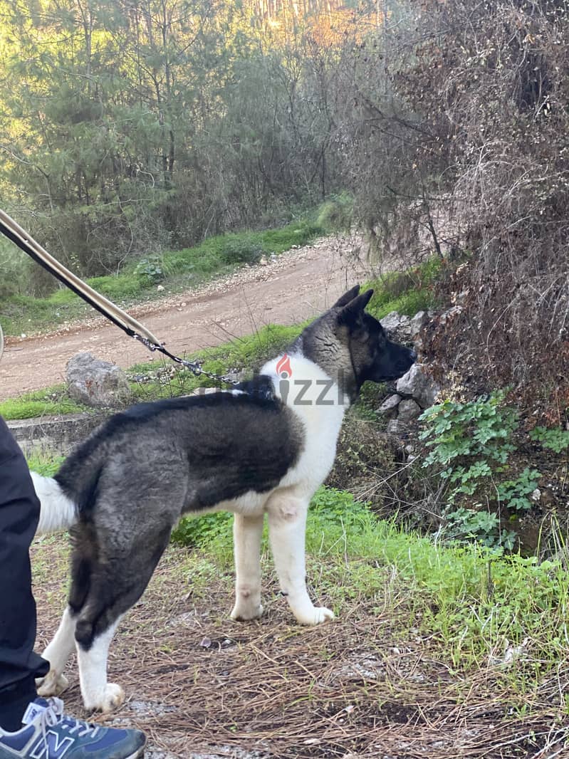 American Akita Male 2