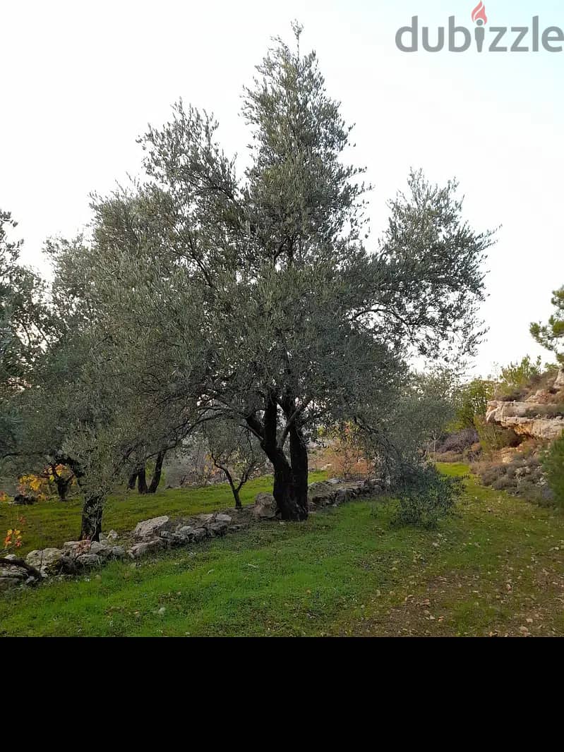 Chouf عقار رائع منطقة فلل صك اخضر طريق رئيسي زيتون مثمر 6