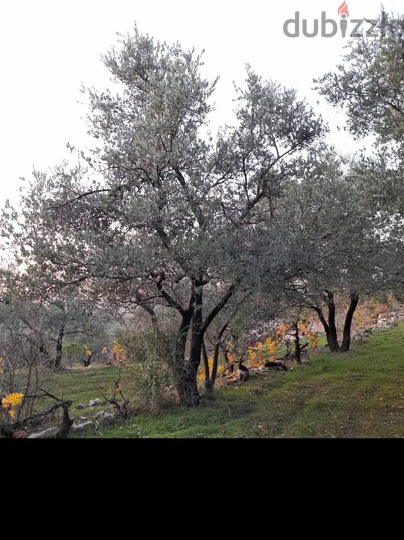 Chouf عقار رائع منطقة فلل صك اخضر طريق رئيسي زيتون مثمر 7