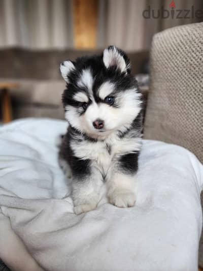 Stunning Huskies Puppies Available/Dog/Delivery/High Quality/Delivery