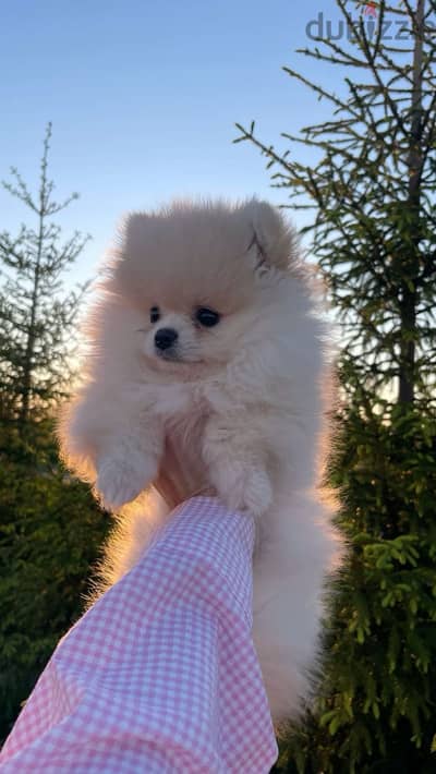 Adorable Pomeranian Puppies/High Quality Pet/Imported/Dog/Delivery