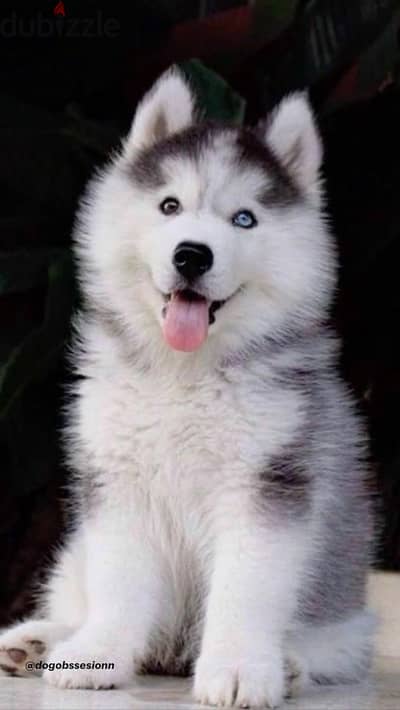 Siberian Huskies Puppies/Available in Store/Dog/Delivery/High Quality