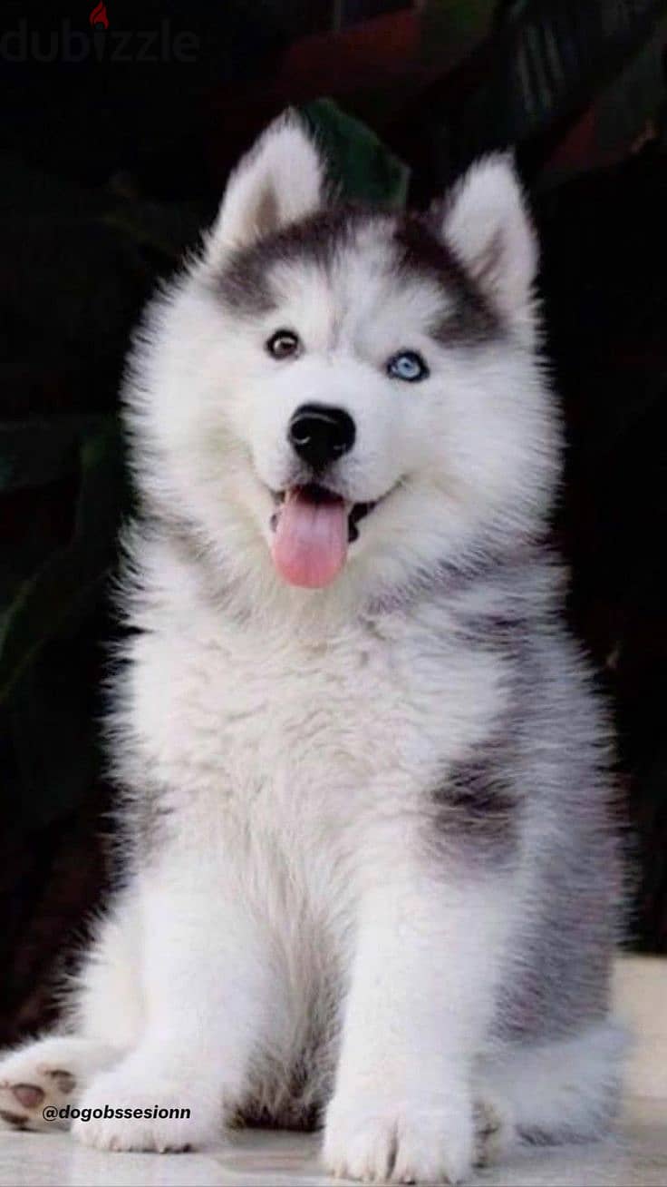 Siberian Huskies Puppies/Available in Store/Dog/Delivery/High Quality 0