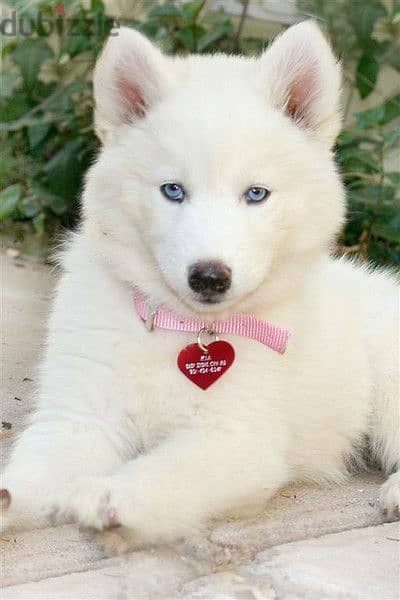 Pure White Siberian Huskies Puppies Available in Store & Deliver