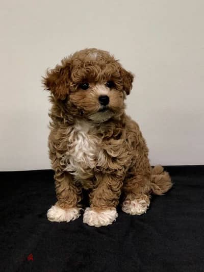 Adorable Maltipoo Puppies/ Available in Store/Dog/Delivery/كلاب