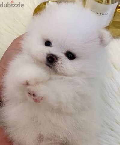 Pomeranian Spitz Puppies Available in Store &Delivery