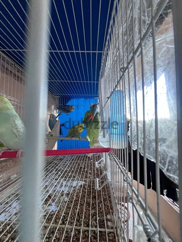 Rainbow Budgies 1