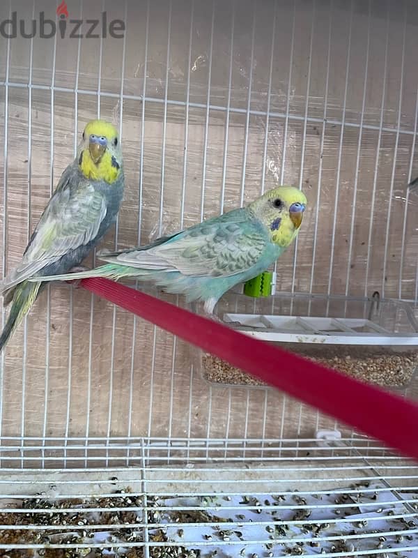 Rainbow Budgies 2