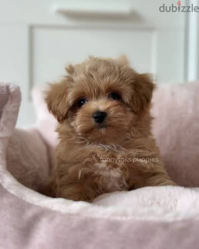 Beautiful Maltipoo Puppies/ High quality/ Available in Store &Delivery