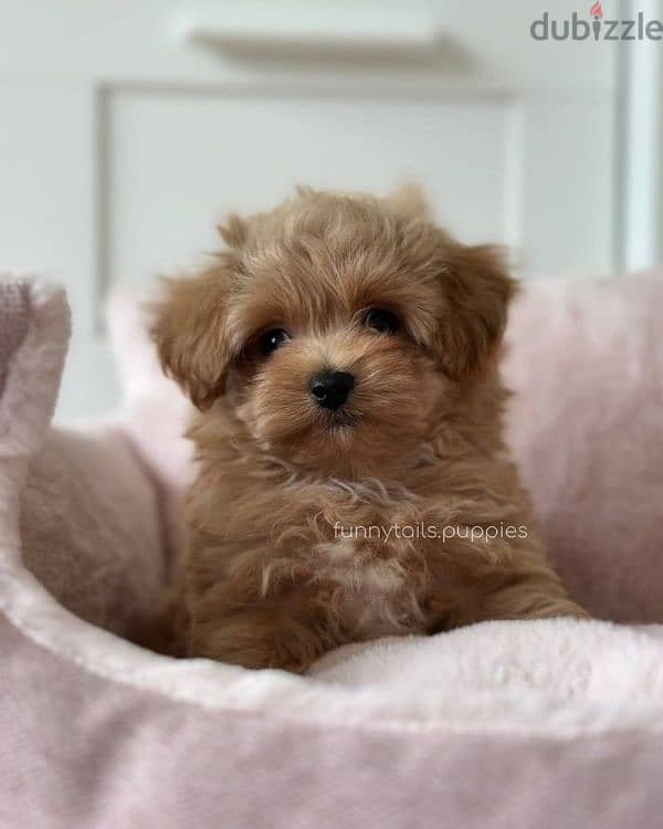 Beautiful Maltipoo Puppies/ High quality/ Available in Store &Delivery 0