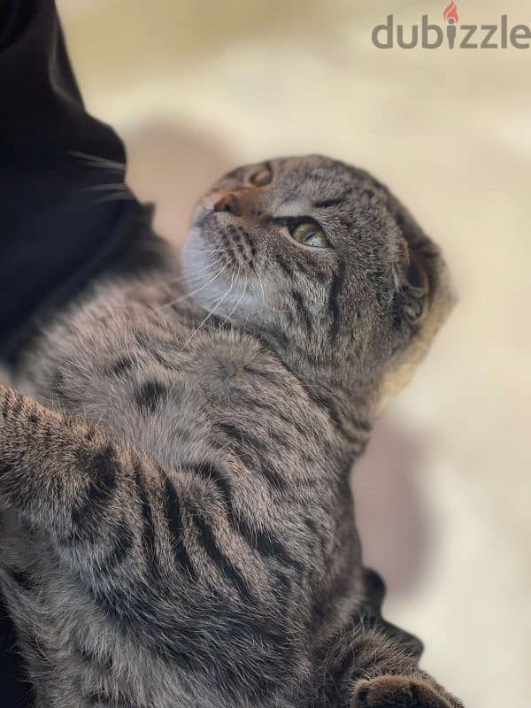 scottish Fold 0