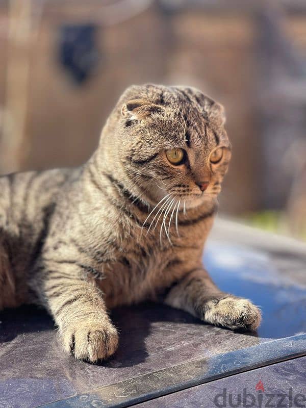 scottish Fold 1