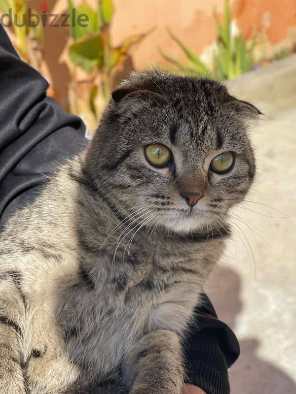 scottish Fold 2