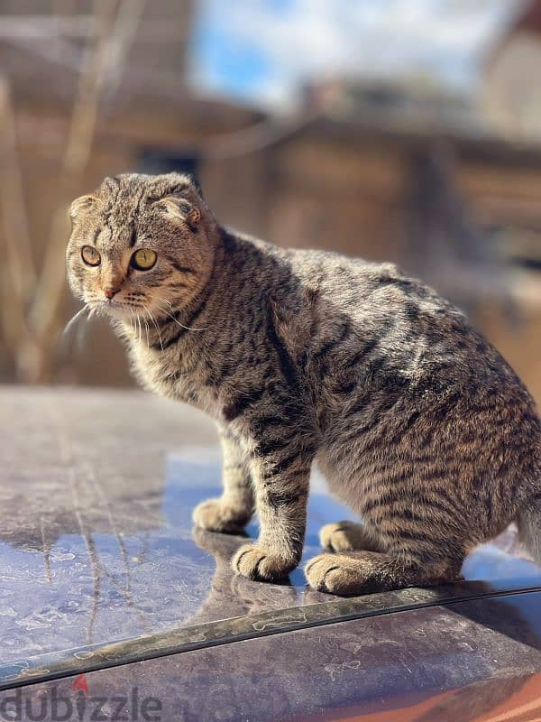 scottish Fold 3