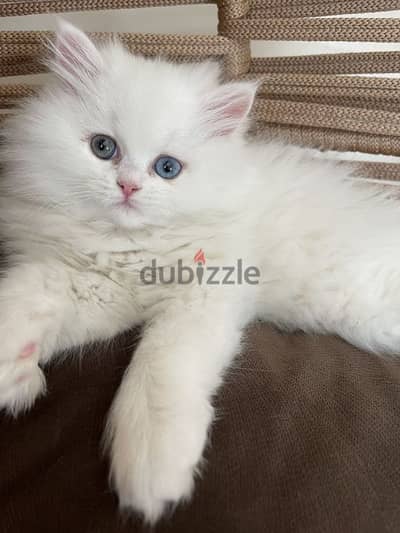 Fluffy Persian Kitten Pure Breed Available in Store & Delivery