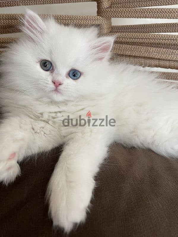 Fluffy Persian Kitten Pure Breed Available in Store & Delivery 0