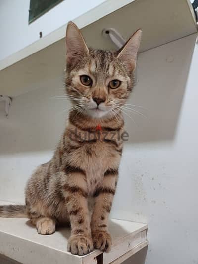 bengal 5 months  70 677200