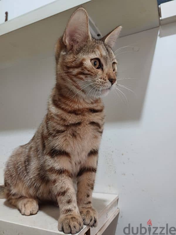 bengal 5 months  70 677200 1