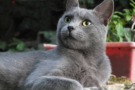 russian blue breed -short hair