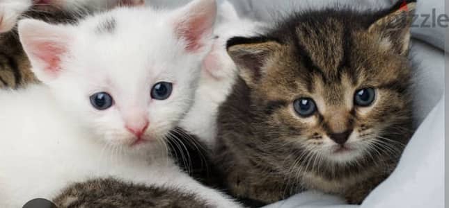 2 angora cats