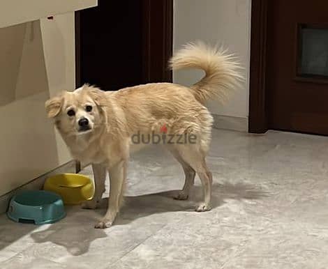 Lulu Spitz for adoption 1