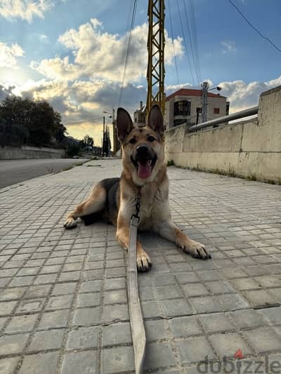 German Shepherd work line