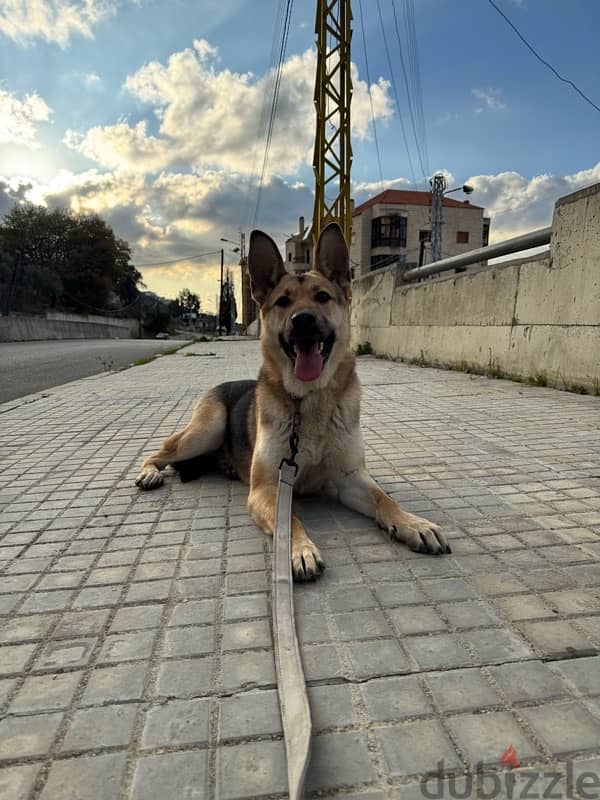 German Shepherd work line 0