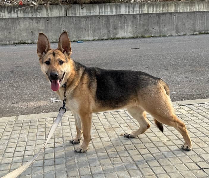 German Shepherd work line 1