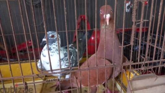 pigeons for sale call  81 44 63 53